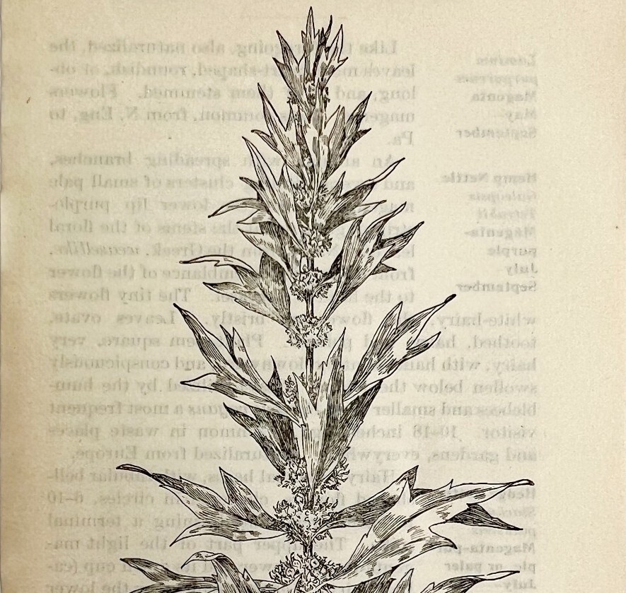 1905 Motherwort Wild Flower Print Pen & Ink Lithograph Antique 6.75 x 3.75″