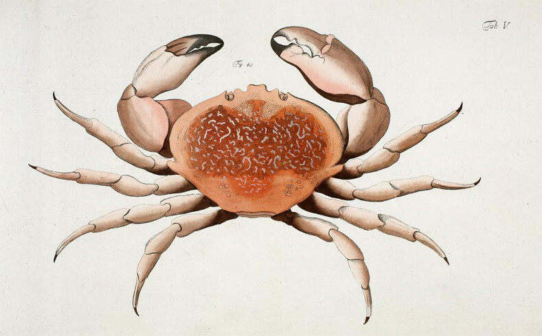 1799 Johann Friedrich Wilhelm Herbst – PL-V Lobster Crab – 13″ x 19″ Repro Exc