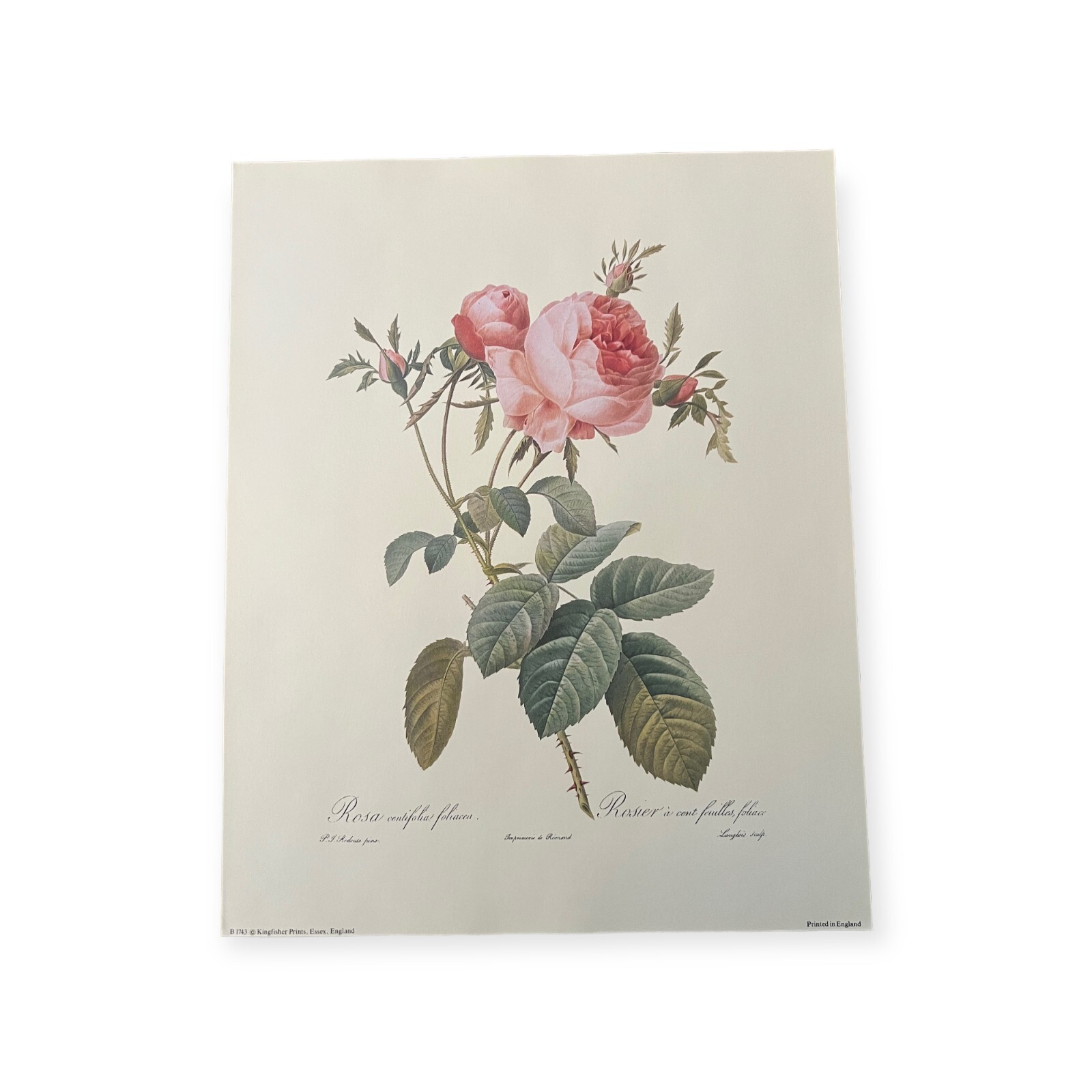 Rose Vintage Botanical Print. Rosa Centifolia. Artist P