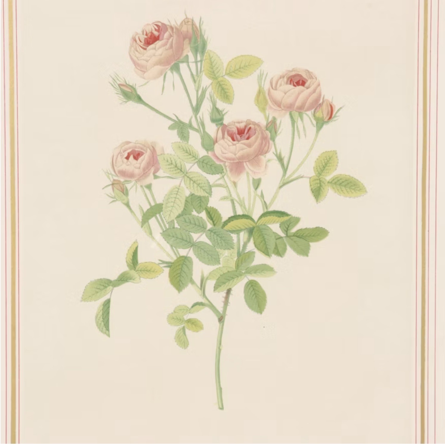 After Redouté Rose Botanical Print Gilt Frame French Floral Art