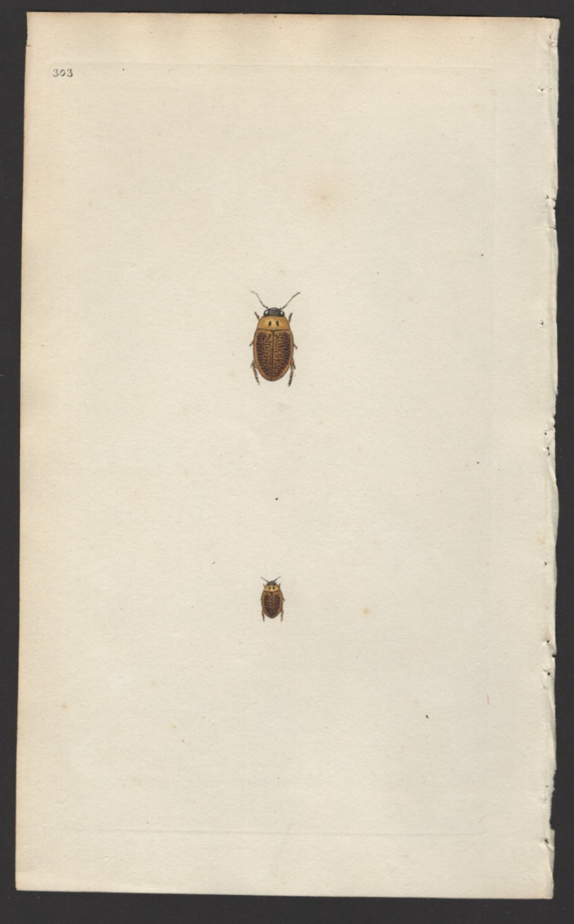 1802 Donovan British Insects Antique Print Two Spot Boat Beetle