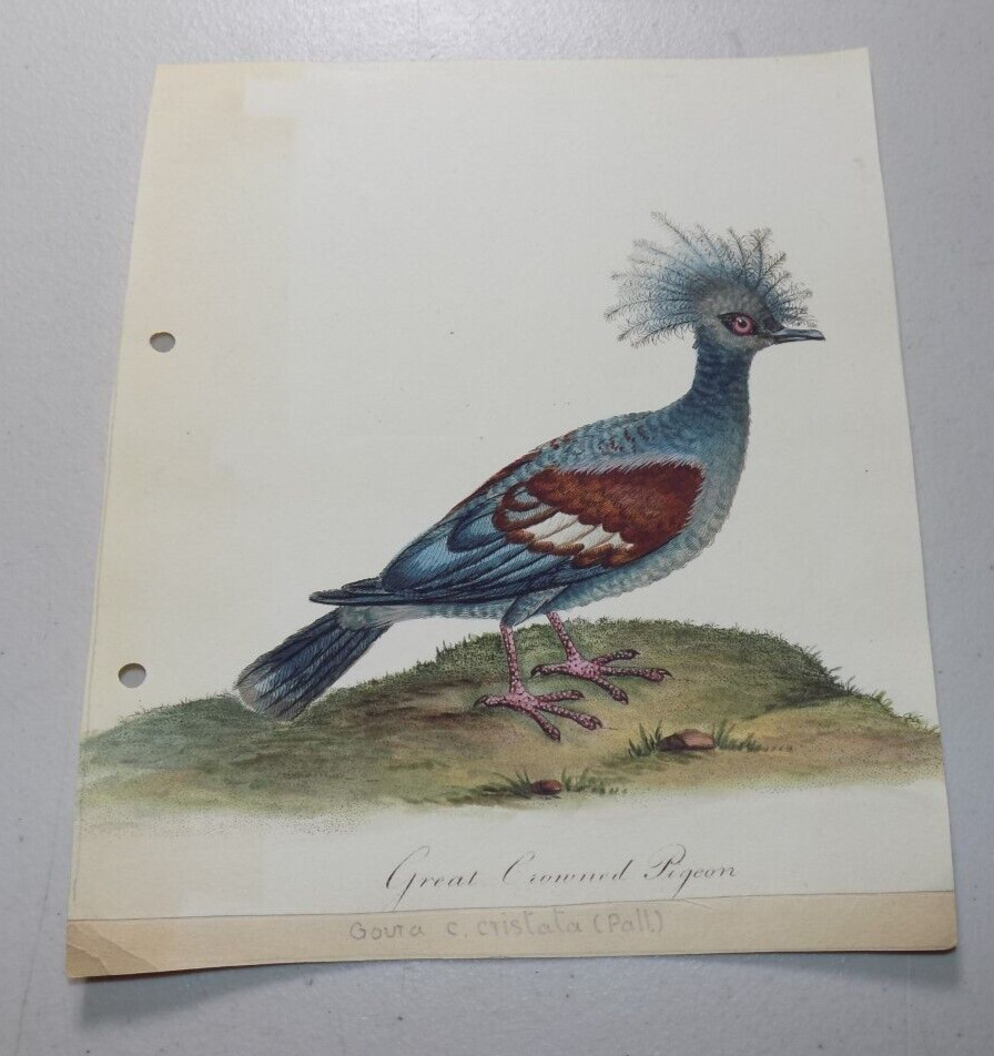 c1810 Antique Bird Print / GREAT CROWNED PIGEON