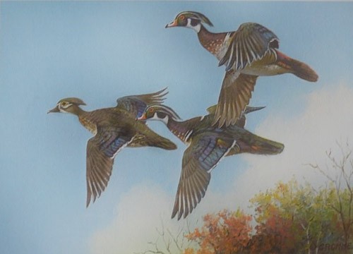 Owen Gromme Wood Ducks 1978 Wisconsin Duck Stamp Print