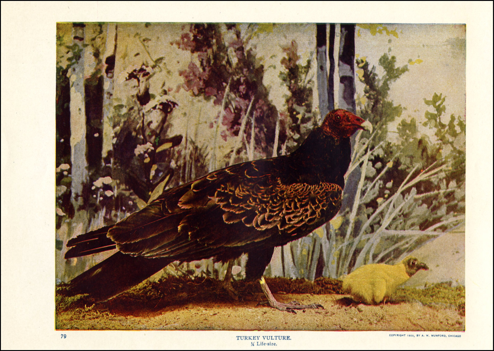 1900 Vintage Print TURKEY VULTURE Bird Birds North America Forest Trees Mountain