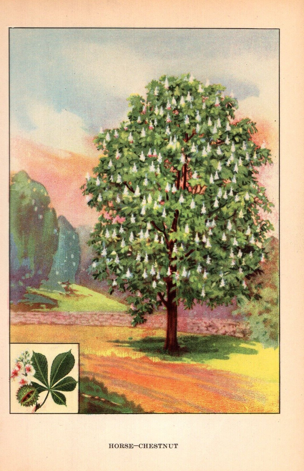 1926 Vintage TREES “HORSE CHESTNUT” GORGEOUS COLOR Art Print Lithograph