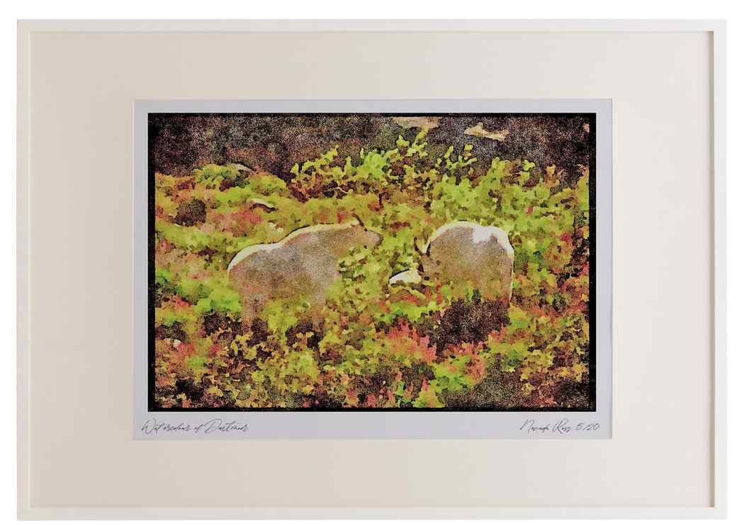 Landscapes 176061 Mountain Goats Washington A3 Picture Frame Watercolour print
