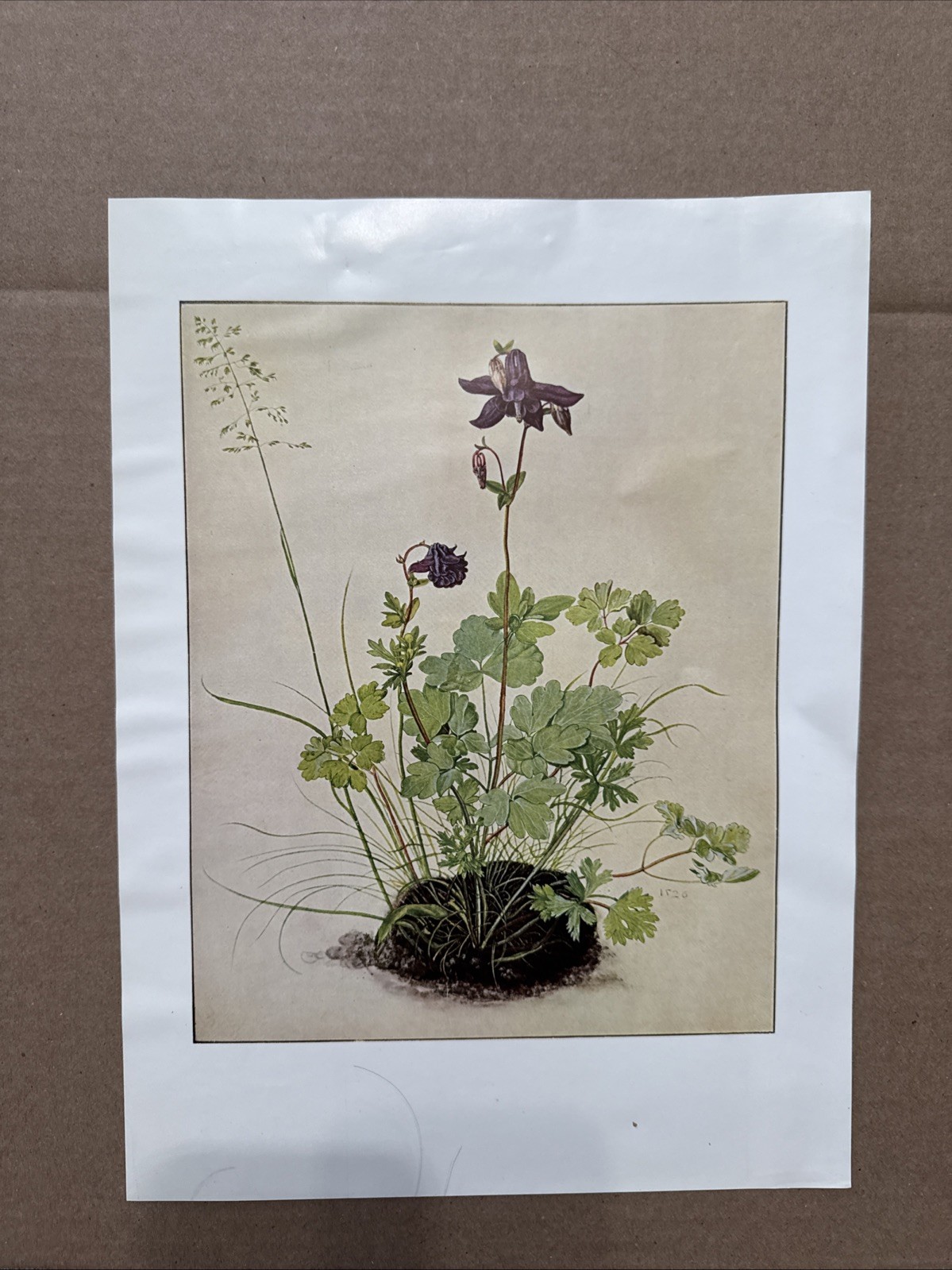 Columbine Flower Albrecht Durer 1950 Nature Art Plate Print Phaidon P8