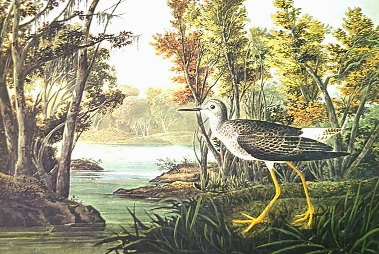 John James Audubon Bird LESSER YELLOWLEGS Vintage Art Book Plate Print 82