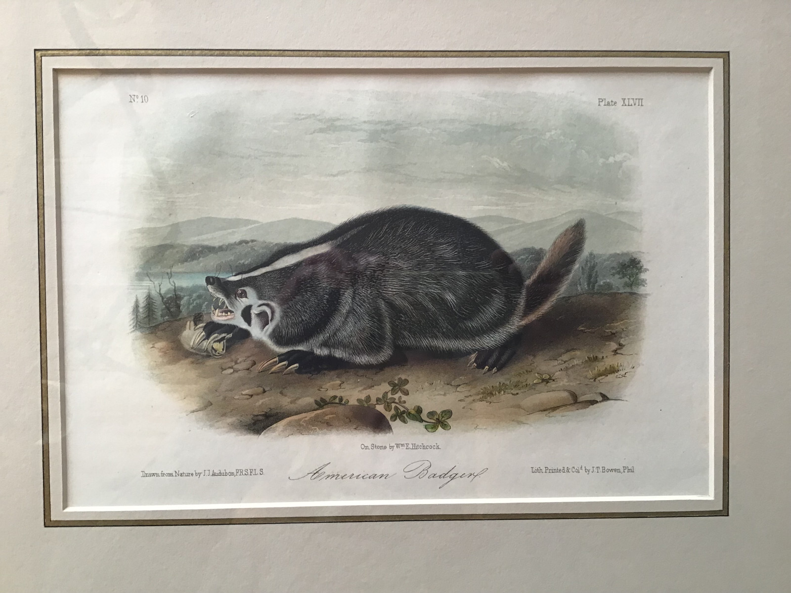 Small framed antique hand-colored Audubon print of an American Badger