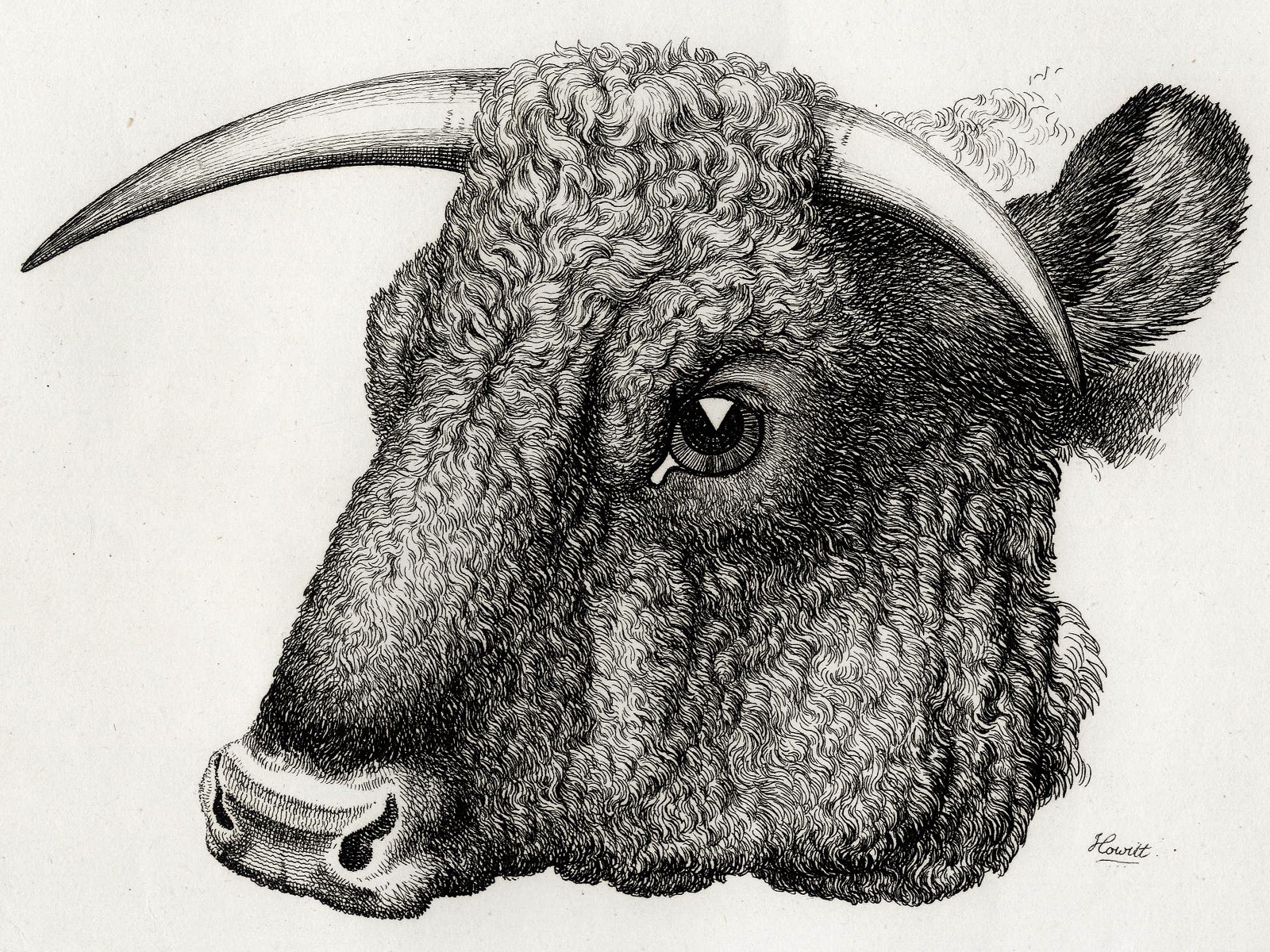 1809 Superb SAMUEL HOWITT Etching From from his Scarce ‘A Work of Animals’: BULL