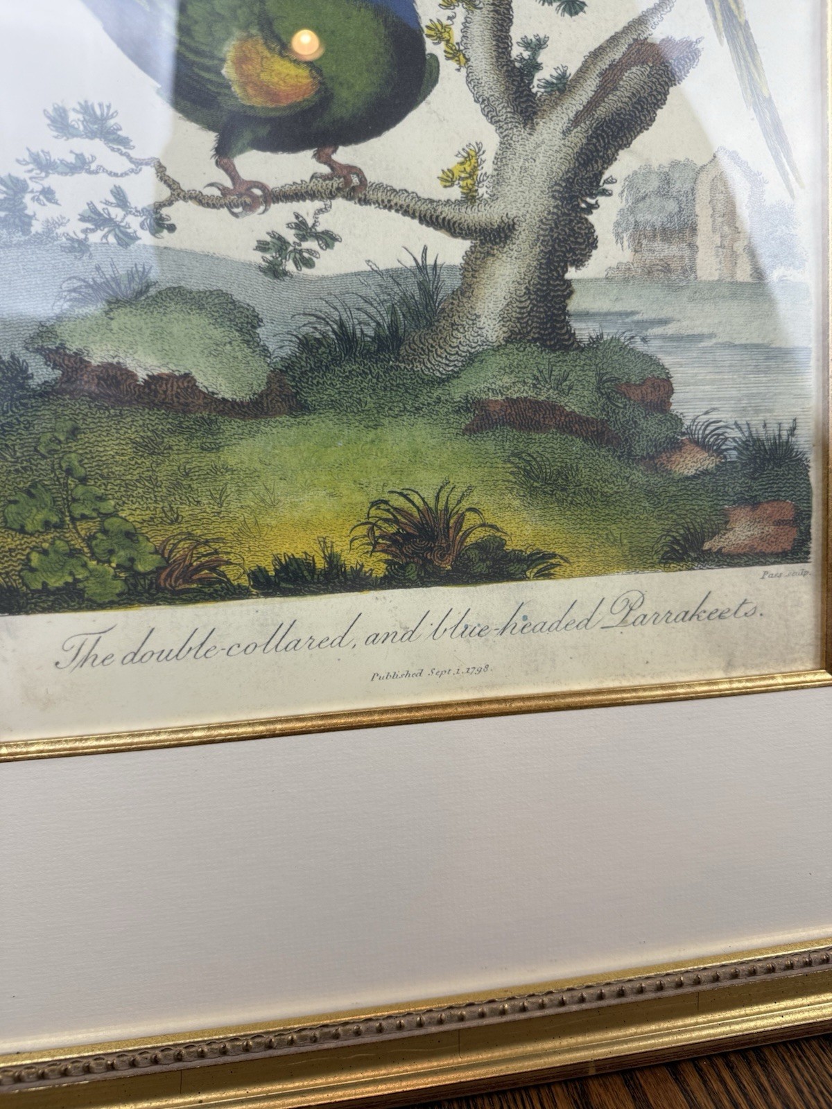 1798 Edward Donovan “The double-collared, and blue-headed Parrakeets” – Framed
