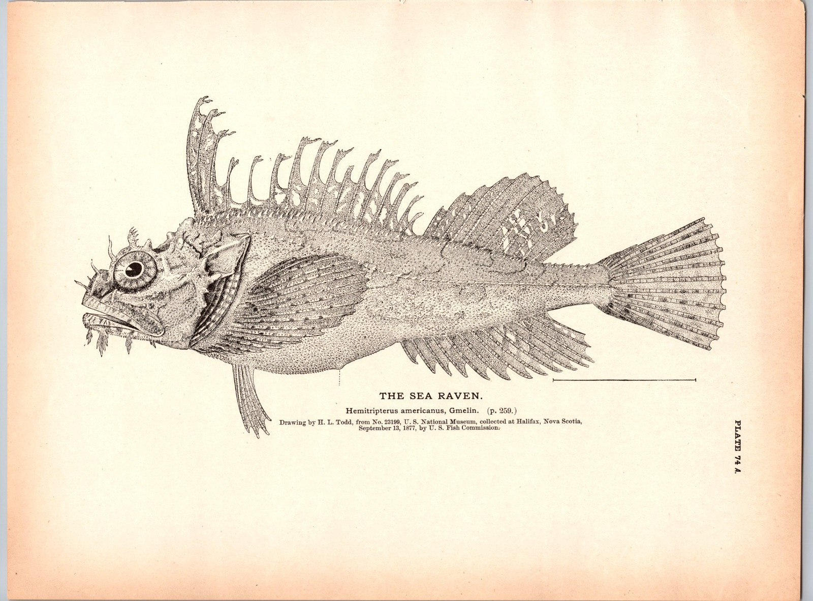1884 Fish Print, Sea Raven, Vintage Print