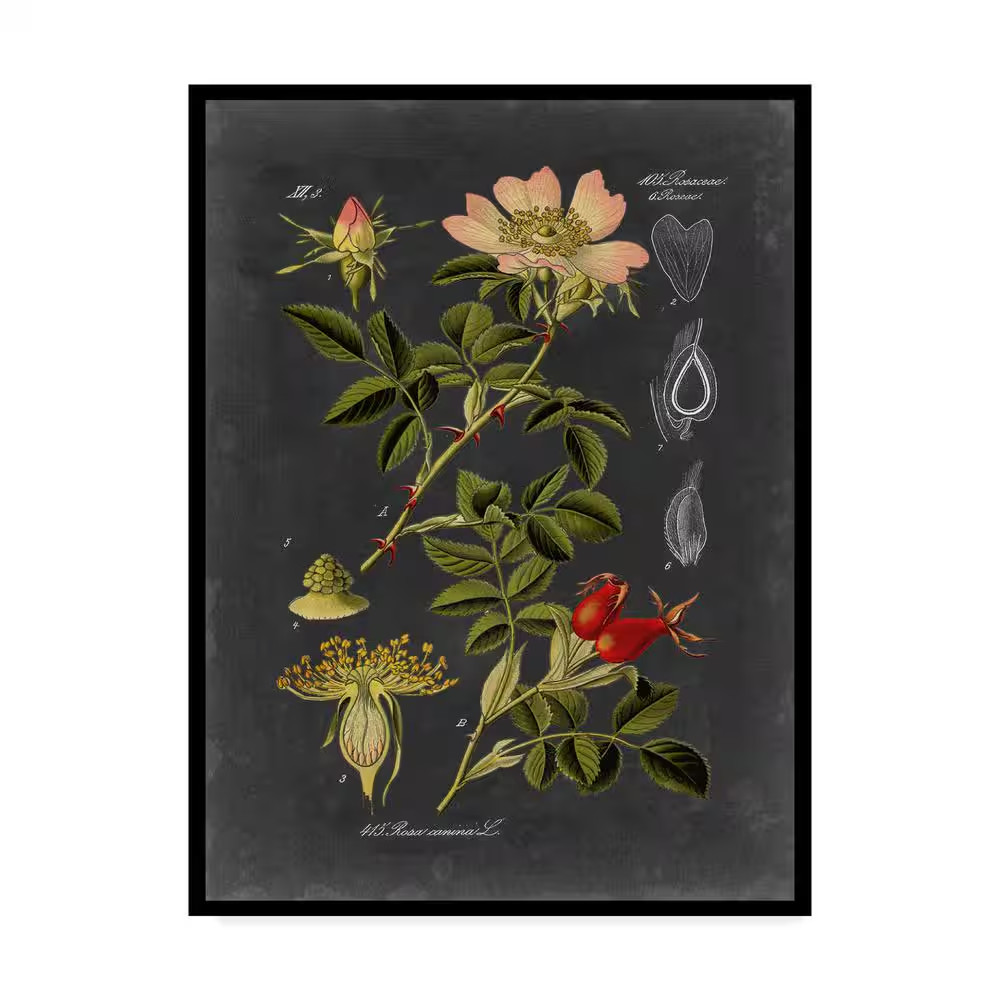 Midnight Botanical I by Vision Studio Floater Frame Nature Wall Art 19 In. X 14