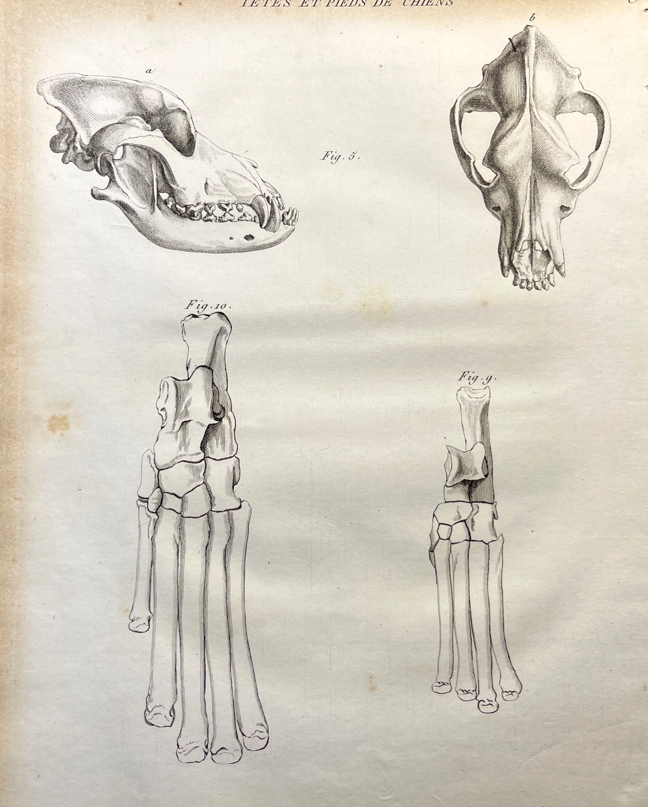 Mastiff Canine Skull Feet Antique Engraving 1800s Zoological Illustration Plate