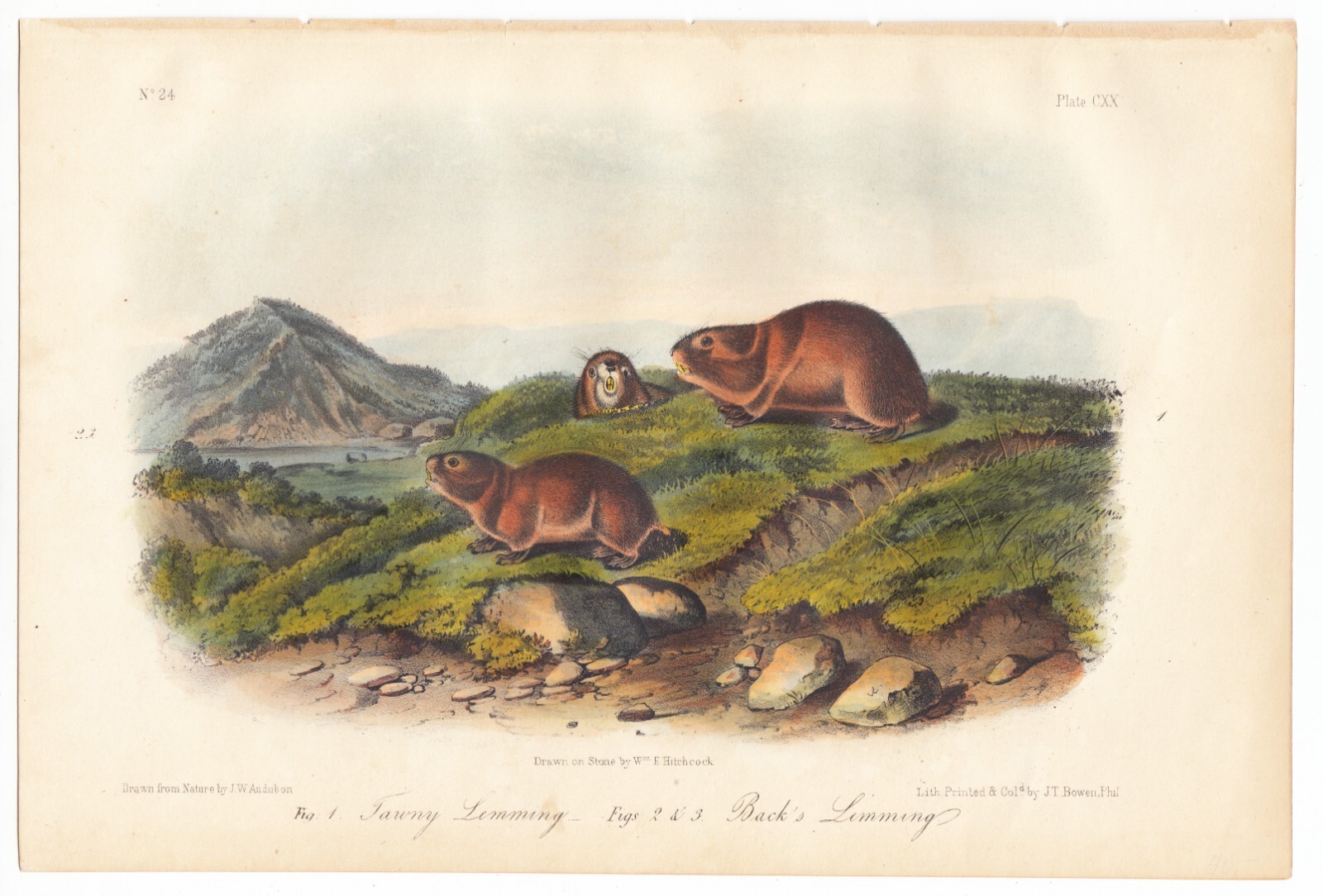 John W Audubon Bowen Octavo Pl. 120 Tawny Lemming Back’s Lemming 1849-1854
