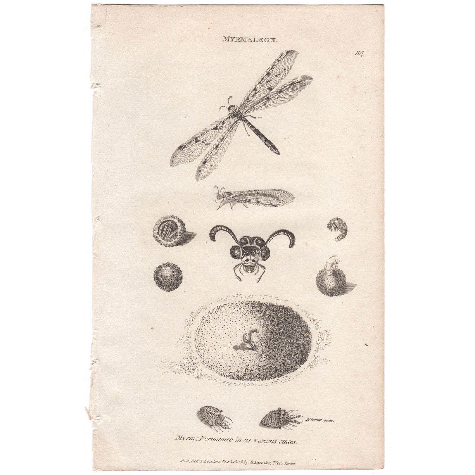 1806 Antique Shaw General Zoology engraving insect print 84 Antilion Bug