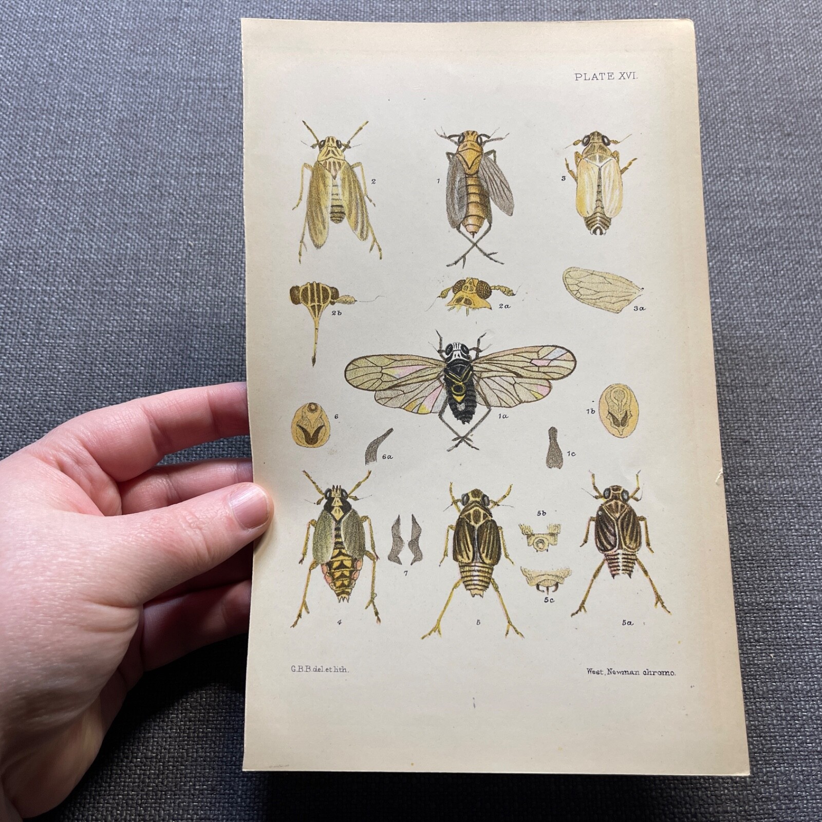 Cicada Antique Print Entomology Color Illustration Plate Insect Species