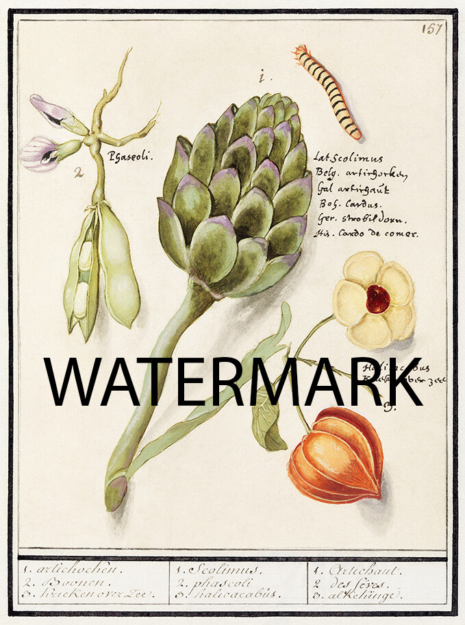 1600 Anselmus de Boodt – Artichoke Cynara scolymus – 13″ x 19″ PRINT
