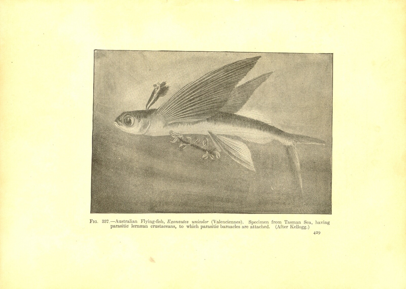 Rare 1900 Antique Fish Print ~ Flyingfish