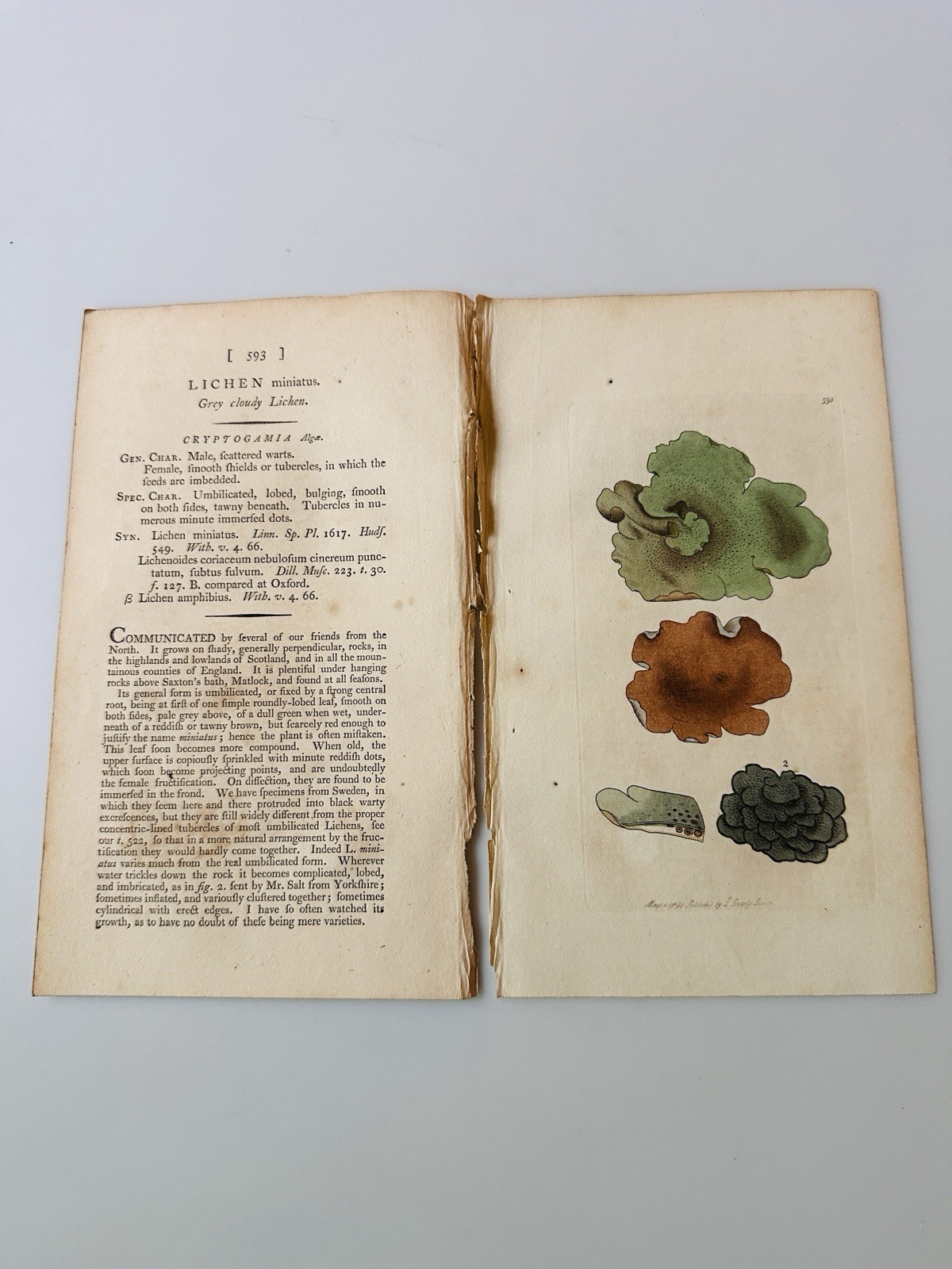 Sowerby 1799 Lichen Miniatus Botanical Hand Colored Plate 583 Print
