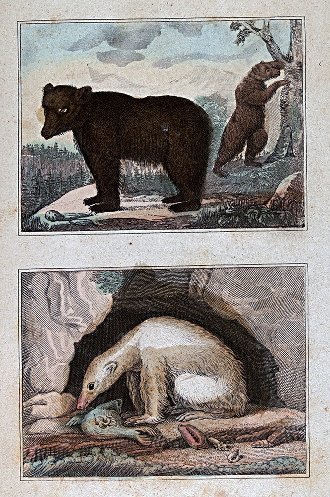 1844 Buffon Print Brown Bear & Polar Bear Carnivora Ursus Arctos & Maritimus