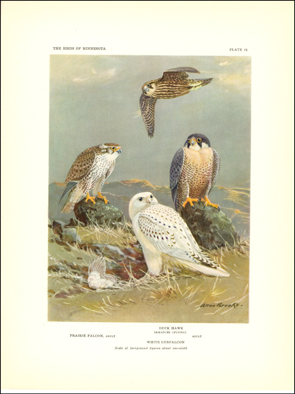 1936 Vintage Print Falcon Duck Hawk Gyrfalcon Minnesota Bird Birds Brooks