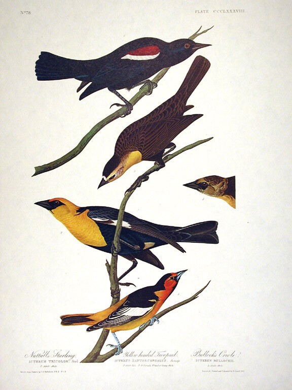 Rare AUDUBON Double-Elephant Folio, Amsterdam Edition, No. 78 STARLING, ORIOLE