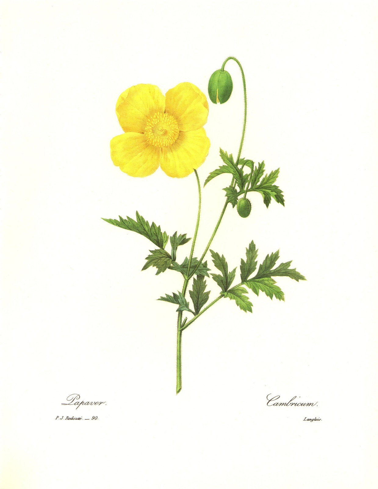 1991 Vintage REDOUTE FLOWER #90 “WELSH POPPY PAPAVER” Color Art Print Lithograph