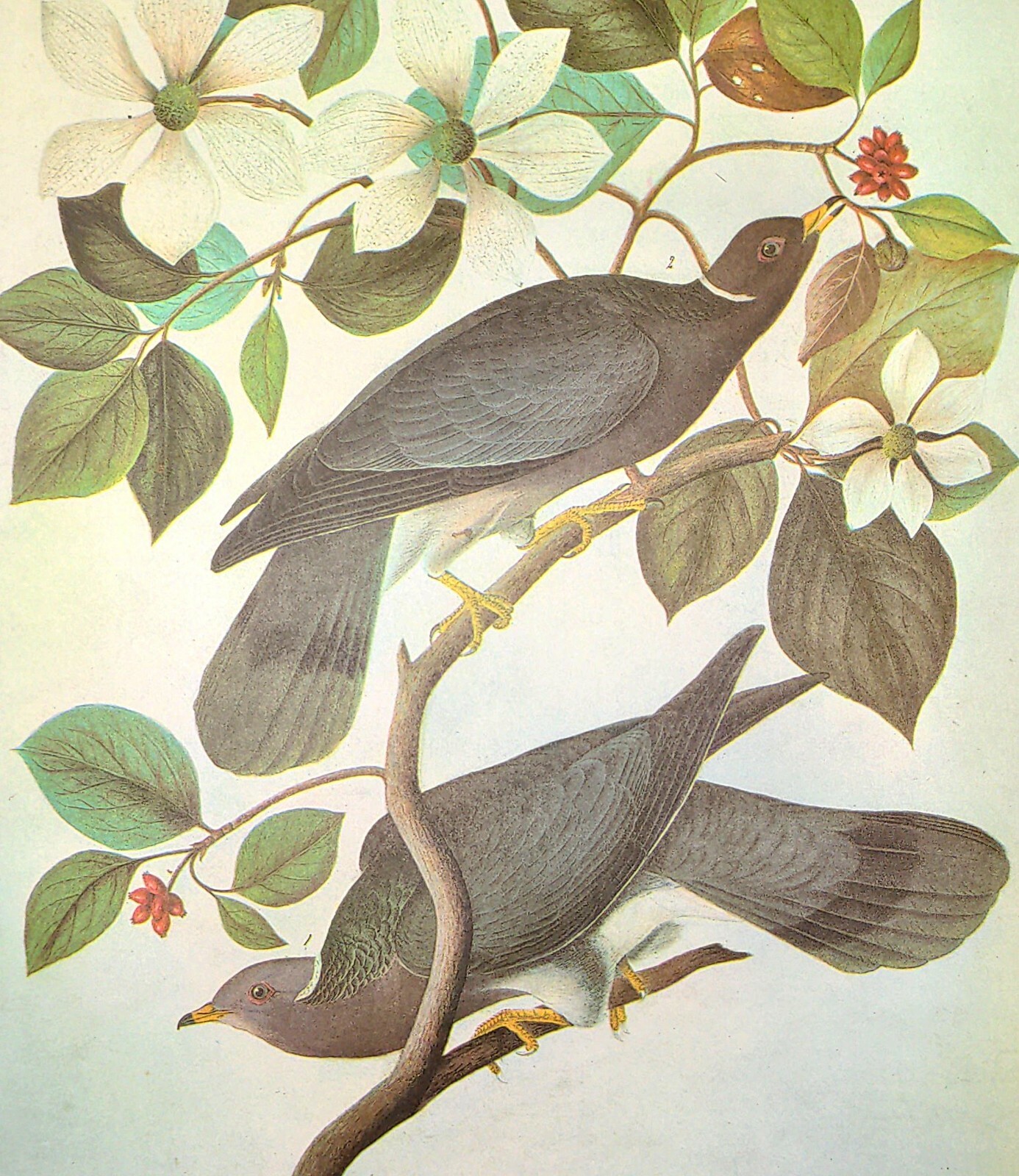 John James Audubon Birds BAND-TAILED PIGEON Vintage Art Book Plate 144