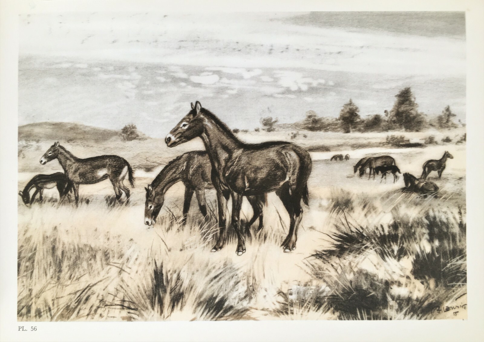 MESOHIPPUS HORSE, Extinct Animal, Vintage 1960s Colour Print – Burian