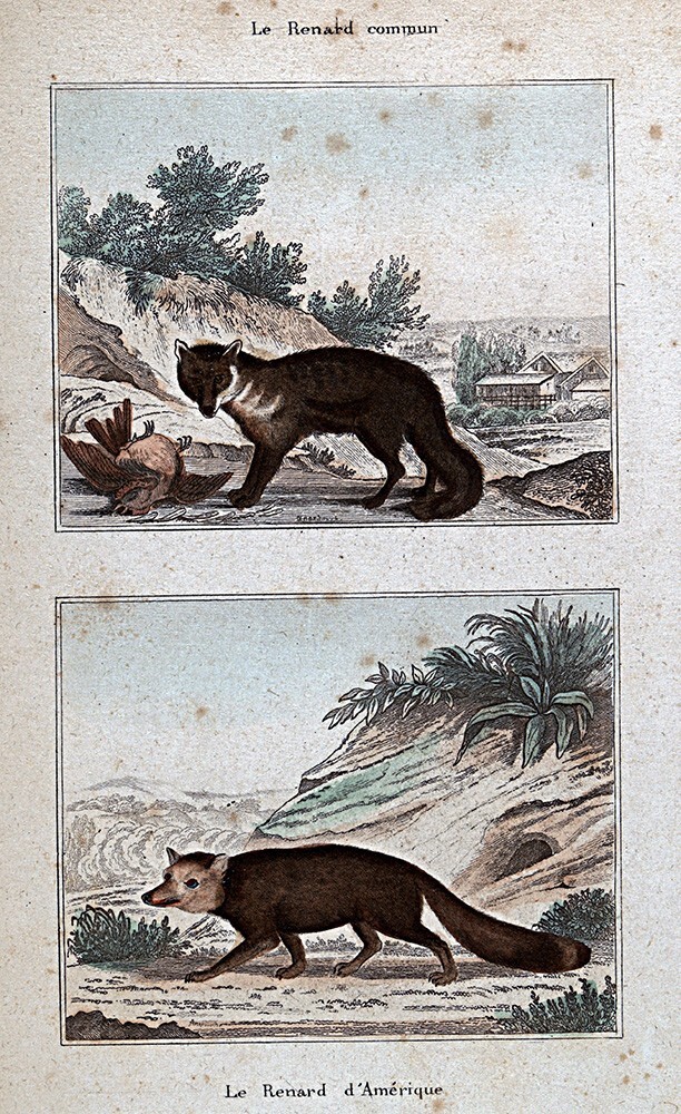 1844 Buffon Print Common Fox & American Red Fox Canidae V. Vulpes Nature Animal