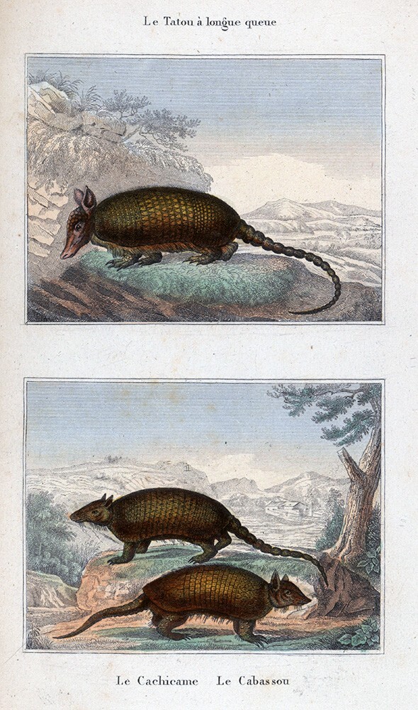 1844 Buffon Print Armadillo Cingulata Cachicamo & Cabassous South America