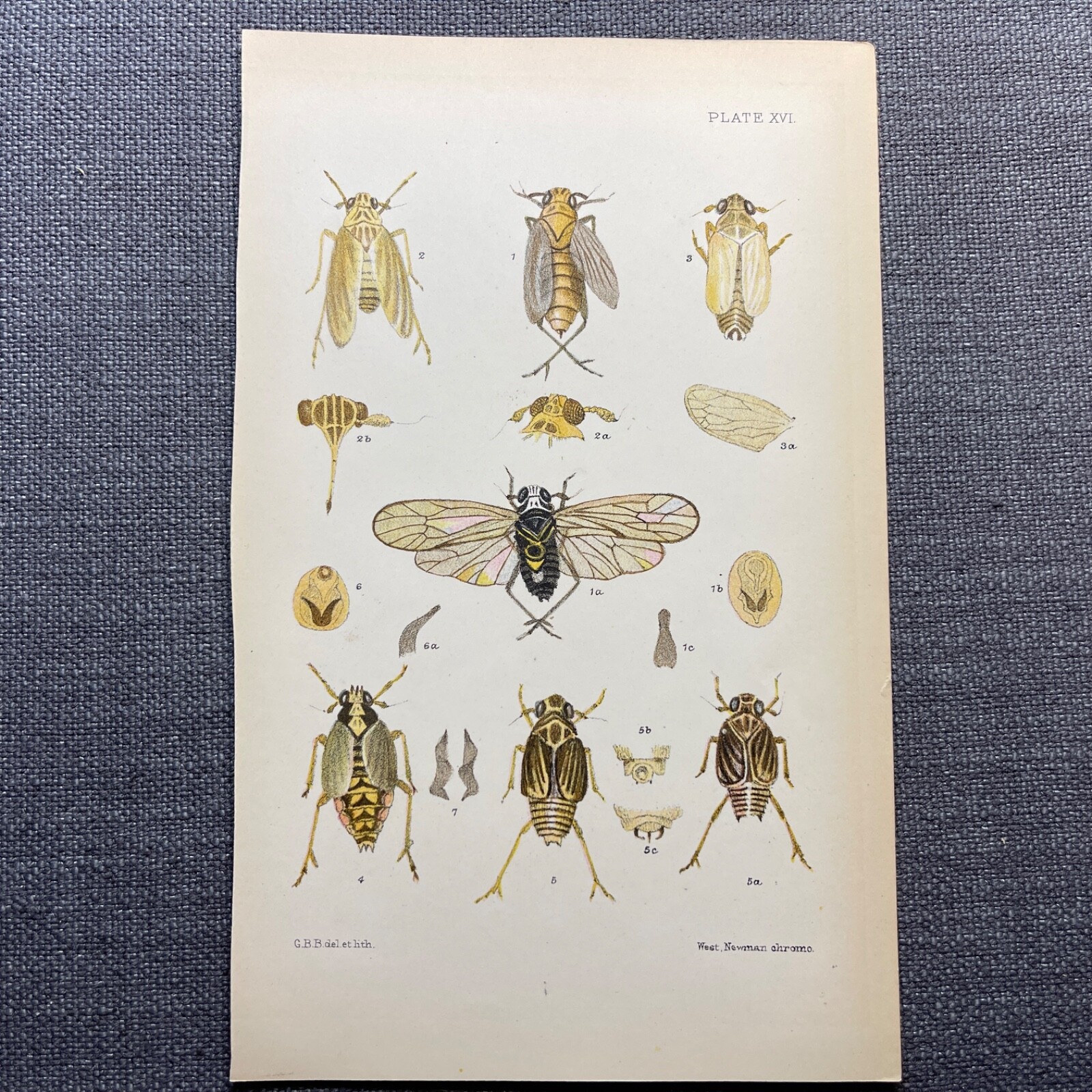 Cicada Antique Print Entomology Color Illustration Plate Insect Species