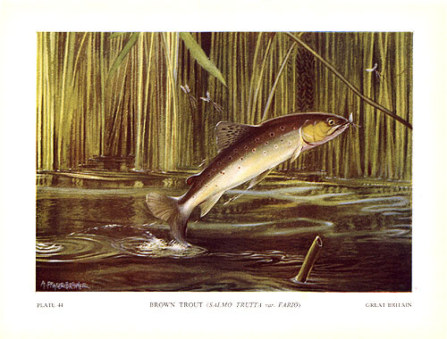 BROWN TROUT ~ Antique 1940s Freshwater Game Fish Fishing Fisherman Art Print