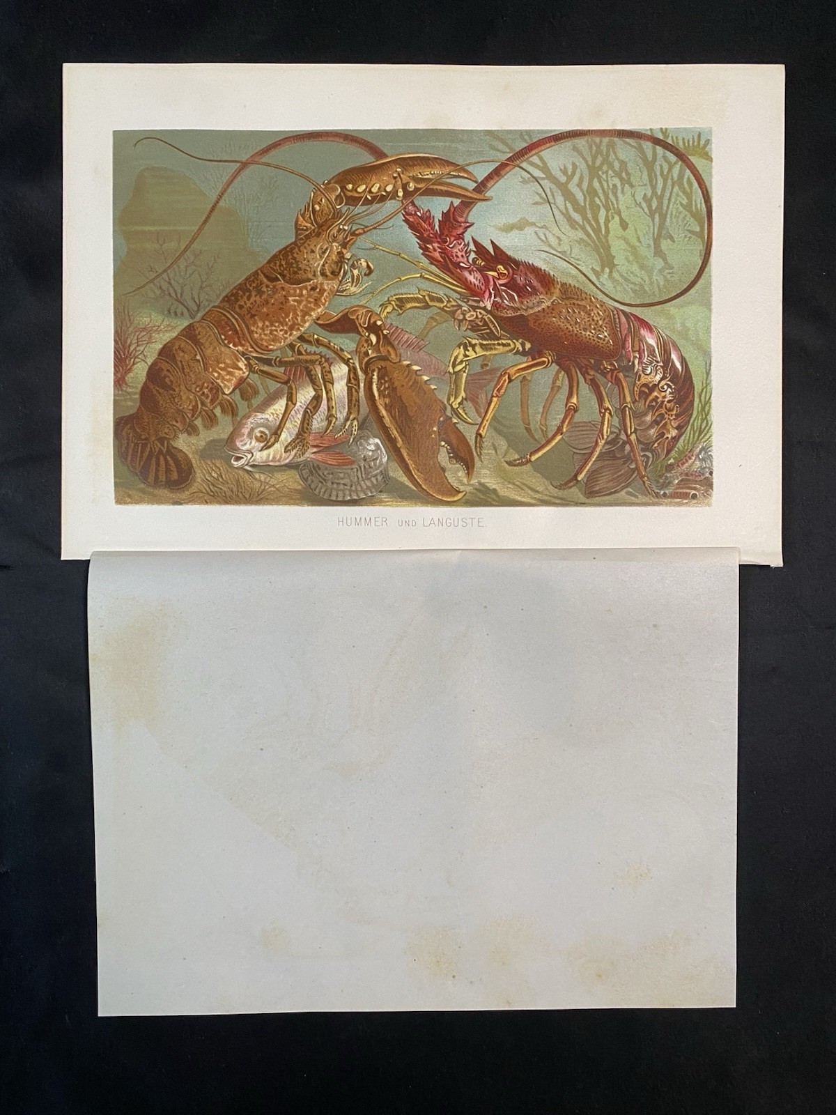 Original Graphic Fauna: Lobster Lobster Crustaceans Lobster – Graphic c1900