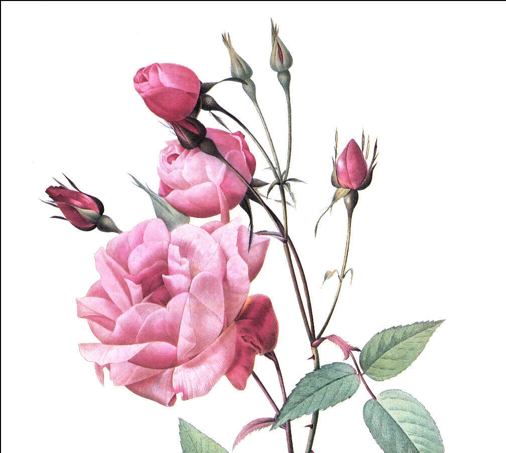 1990 Vintage Print Rose Flower Rosa Vulgaris Floral Pink Roses
