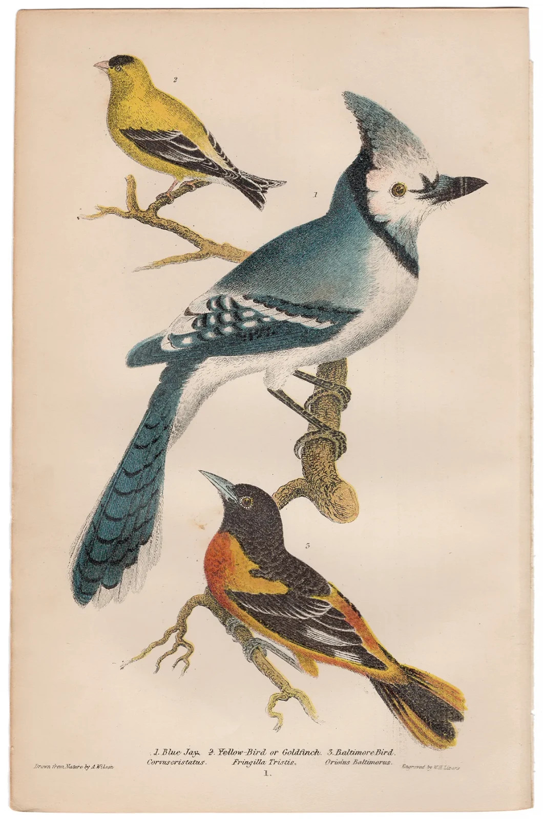 Wilson antique bird print 1876 hand-colored engraving 1 Blue Jay, Goldfinch