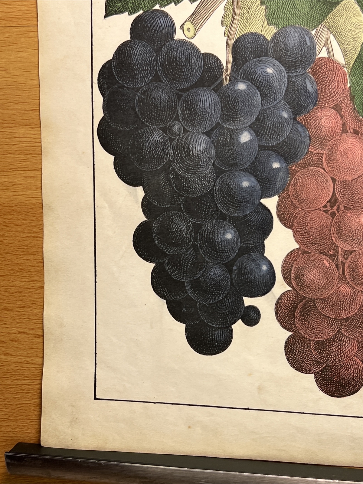 Grapes 🍇Antique Lithograph 1838 Plant Book Hand Colored Illustration Retro