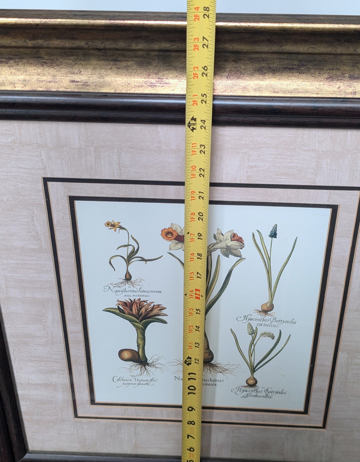 Basilius Besler Botanical Print Natural History In 28″ X 25″ Frame
