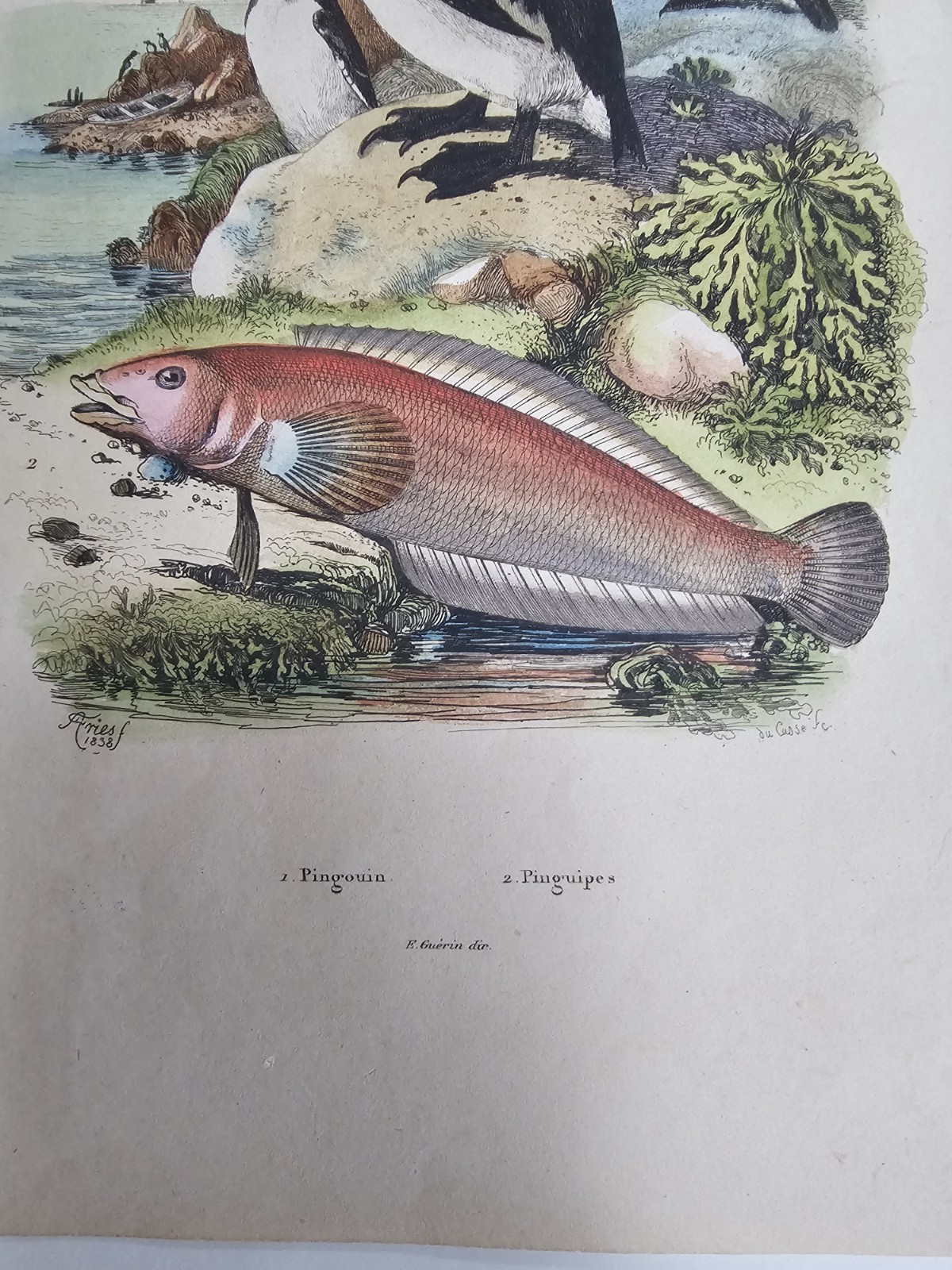 The Great Auk. Original Print By Guerin, 1838. Ships Free.