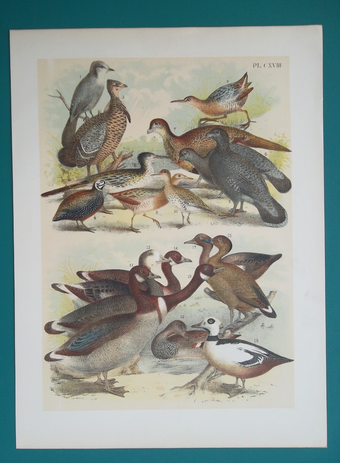 AMERICAN BIRDS Cuckoo Jay Grouse Geese Ducks Sandpiper Crake – 1895 COLOR Print