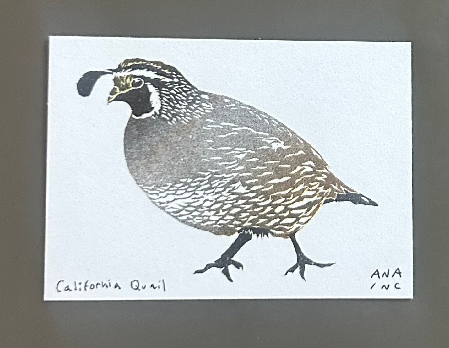 New Rare Custom Anastasia Inciardi “California Quail” Mini Print