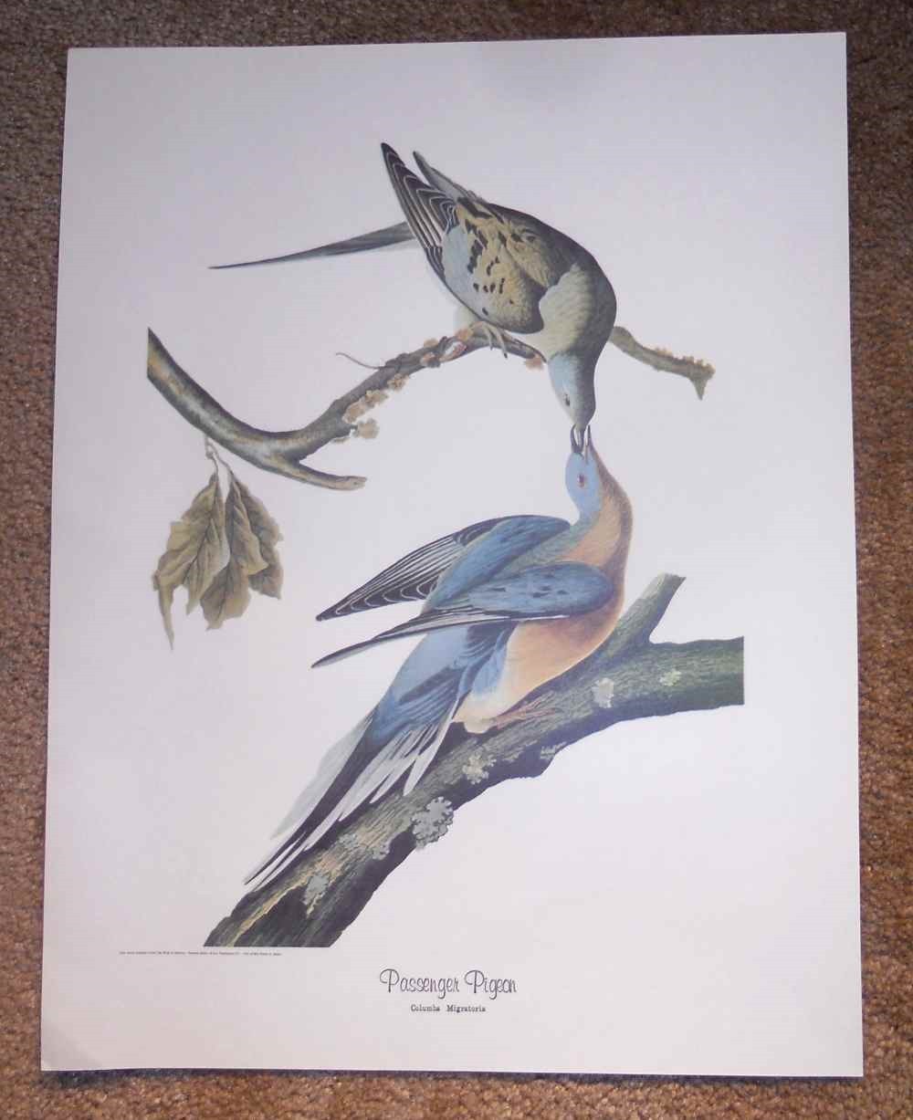 Audubon Print Passenger Pigeon From The Birds of America National Gallery of Art