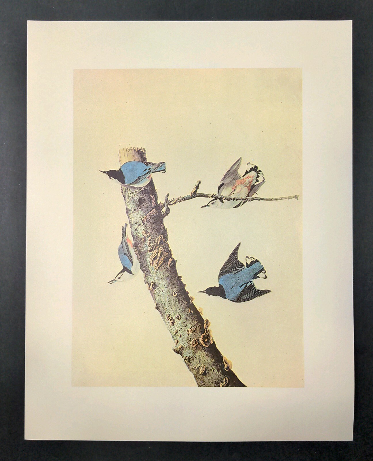 John James Audubon WHITE-BREASTED NUTHATCH Vintage Book Plate Art Print 372