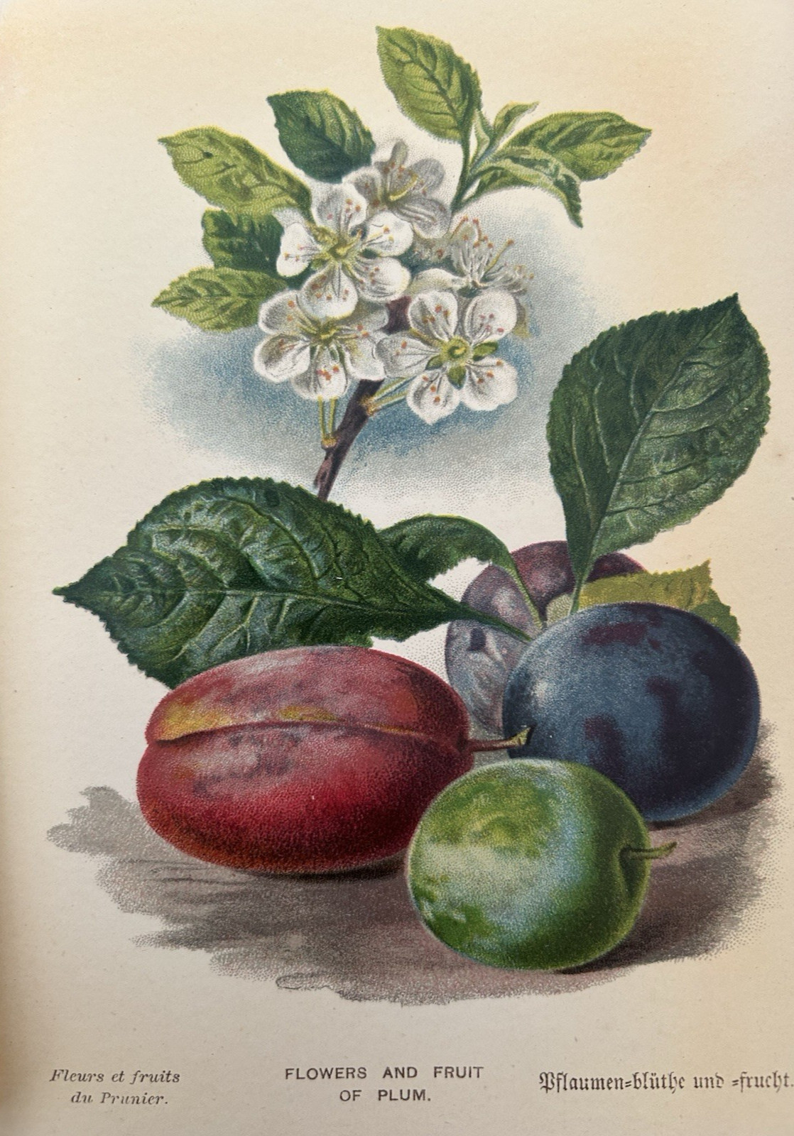 Antique Print Flowers & Fruit Of The Plum Tree c1800’s Botanical Victorian