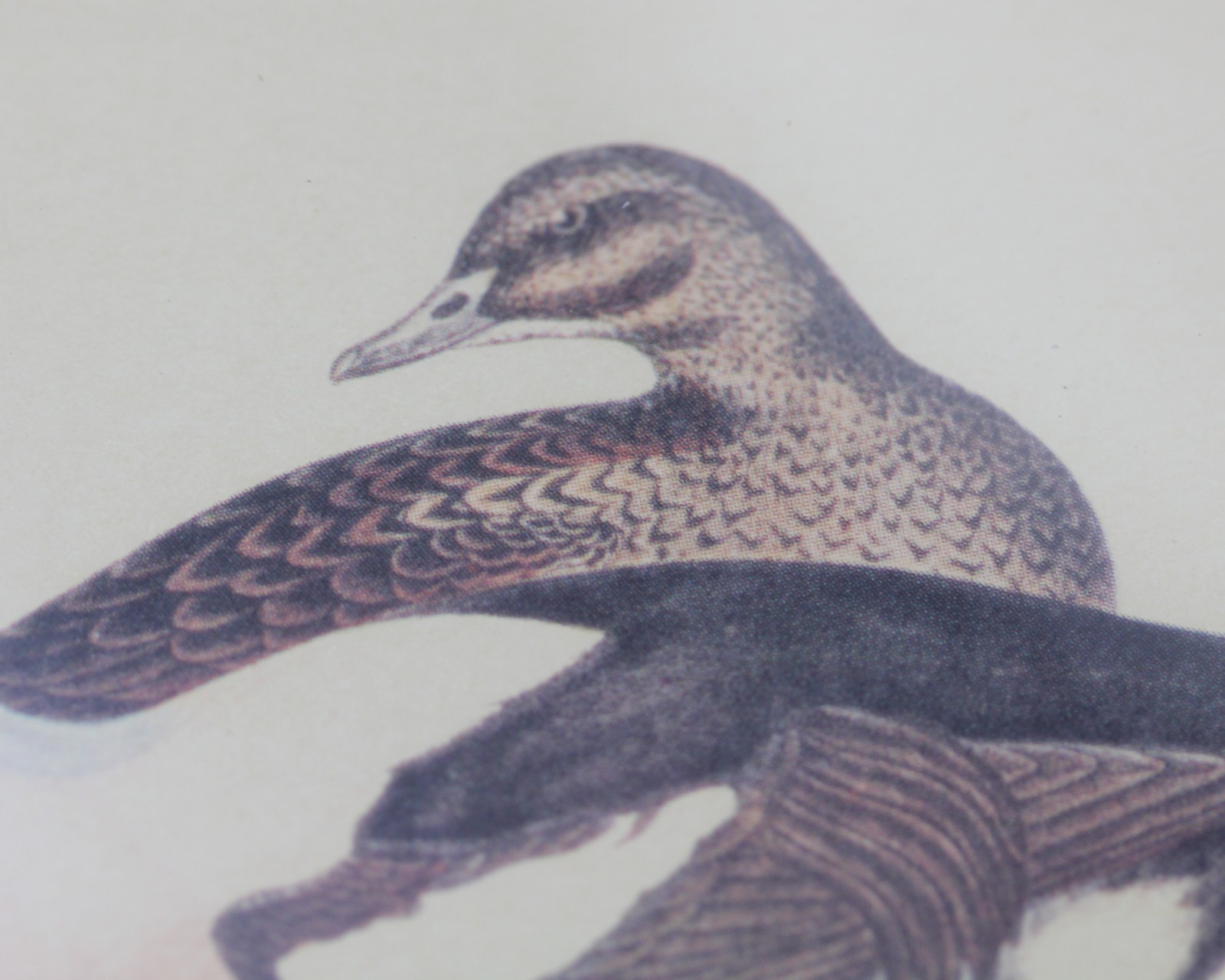 KING DUCK -Antique Lithograph, Ornithology- A.F. Lydon – RARE and Framed