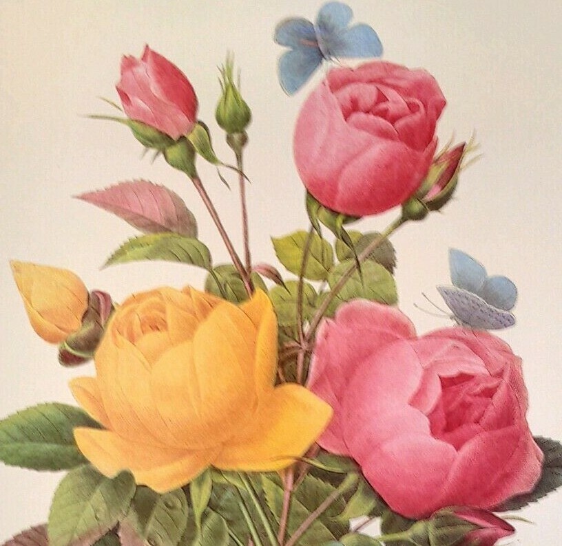 P J Redoute Flowers Rosa Lutea & Rosa Indica Botanical Art Print Book Plate 127