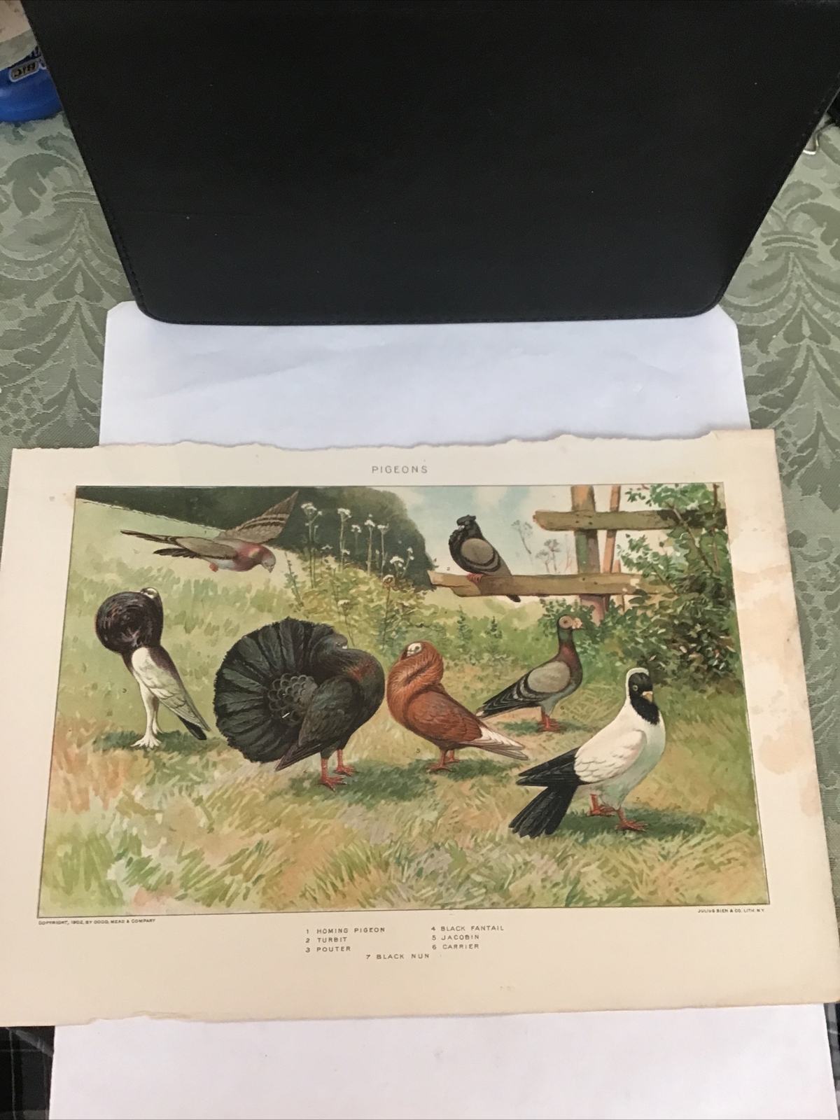 1902 Antique Dodd Mead & Co. Print Pigeons Julius Bien & Co.