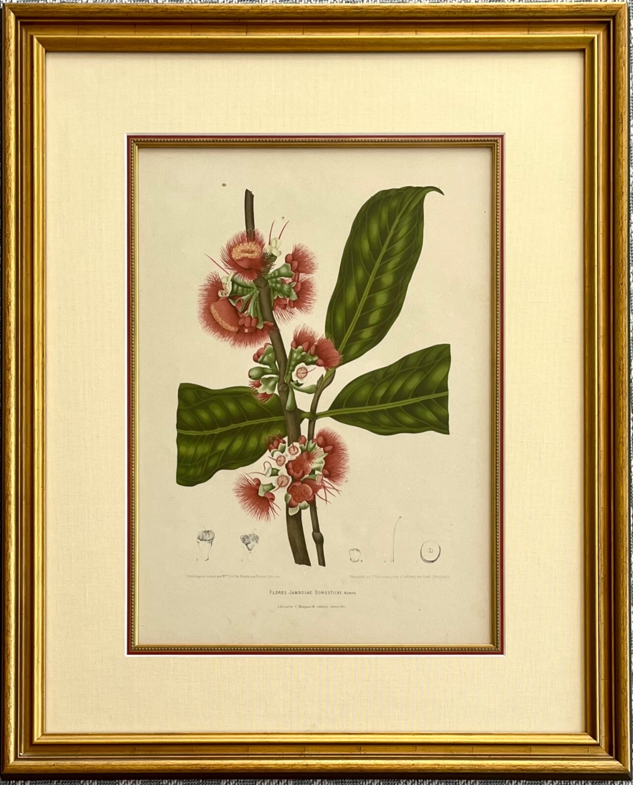 Berthe Hoola van Nooten Flores Jambosae Domesticae Framed Botanical Print