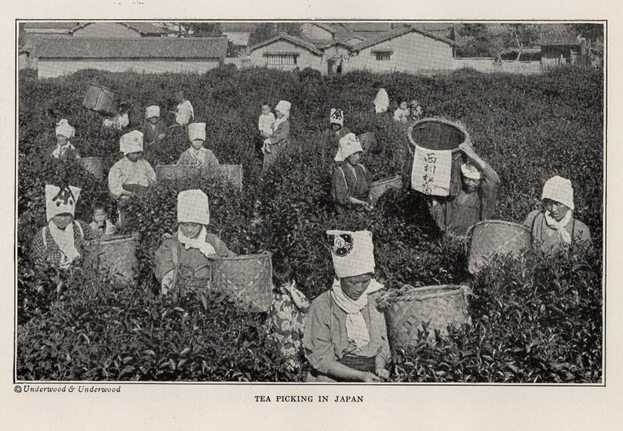 Tea Picking in Japan & MIT Cambridge Massachusetts 1921 Antique Print